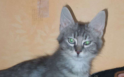 котенок  Турецкой ангоры