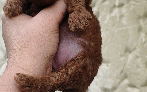 Щенок той пудель