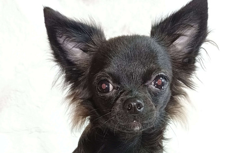 Щенок Чихуахуа