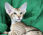 Кошки в Москве: Ориентальный котенок девочка Девочка, 65 000 руб. - фото 1