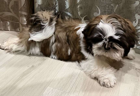 Девочка Ши-тцу. 