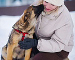 Собаки в других городах Московской области: Веселый парень Рокки хочет домой Мальчик, Бесплатно - фото 7