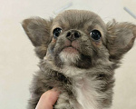 Собаки в других городах Челябинской области: ЧИХУАХУА ЩЕНКИ  Девочка, Бесплатно - фото 2