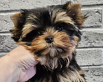 Собаки в Москве: Мини девочка йорка  Девочка, 130 000 руб. - фото 1