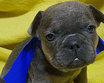 Собаки в Нижнем Новгороде: 6 щенков французского бульдога Мальчик, 30 000 руб. - фото 1