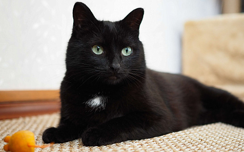 Очень ласковая кошечка Нора в добрые руки