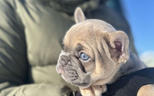 Французский круассан 🥐