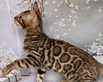 Кошки в Москве: Бенгальский котёнок  Мальчик, Бесплатно - фото 3