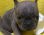 Собаки в Нижнем Новгороде: 6 щенков французского бульдога  Девочка, 30 000 руб. - фото 1