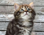 Кошки в Перми: Чудесные чистокровные сибирские котята Девочка, 30 000 руб. - фото 2