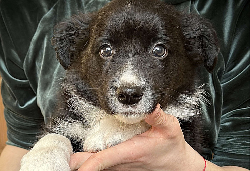 Щенок Бордер колли девочка