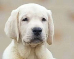 Собаки в других городах Московской области: Палевые щенки Лабрадора от Чемпиона Мира Мальчик, 90 000 руб. - фото 1