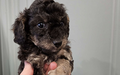 Щенки той пудель