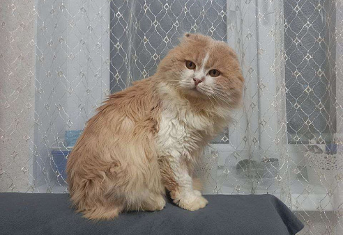 В ожидании рождественского чуда ласковый мальчишка Басик