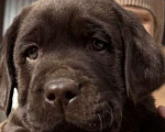 Собаки в Екатеринбурге: Питомник щенков лабрадор ретривер Мальчик, Бесплатно - фото 4