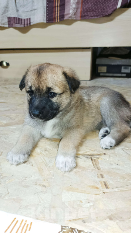 Собаки в Серпухове: Щенок в добрые руки Девочка, Бесплатно - фото 1