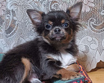 Собаки в Москве: Курносенький малыш Мальчик, 20 000 руб. - фото 1