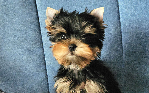 Мальчик йорка