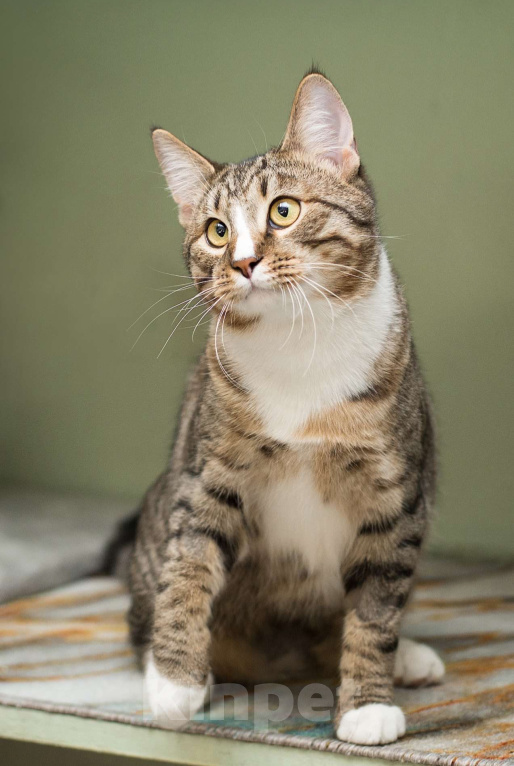 Кошки в Москве: Котенок Харитон. Мальчик, Бесплатно - фото 1