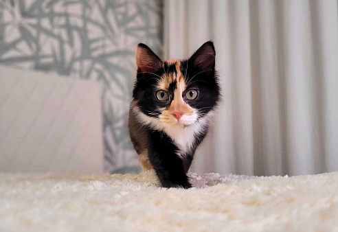 Котёнок Фиона в добрые руки 