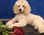 Собаки в Санкт-Петербурге: Девочка среднего пуделя,белого окраса Девочка, 100 000 руб. - фото 2