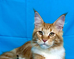Кошки в Дедовске: Мейн-кун кот Федот Мальчик, 45 000 руб. - фото 1