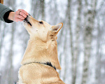 Собаки в Москве: Персик Мальчик, Бесплатно - фото 10