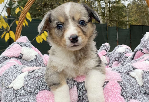 Щенки вельш-корги кардиган