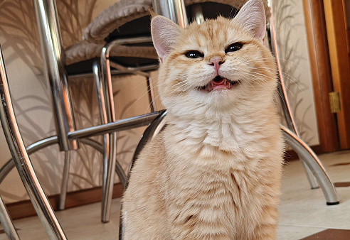 Шотландские золотые котята