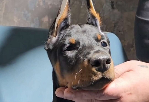 Щенки добермана