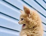 Кошки в Москве: Котята Мейн-кун Девочка, 35 000 руб. - фото 3