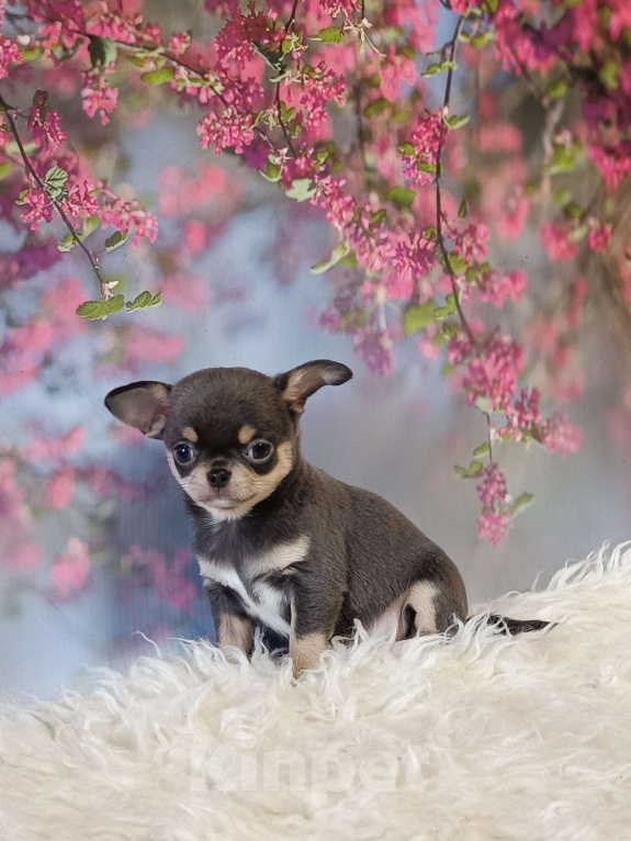 Собаки в Москве: Голубая с подпалом красавица Девочка, 130 000 руб. - фото 1