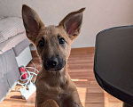 Собаки в Новосибирске: Отдам в добрые руки метиса щенка  Девочка, Бесплатно - фото 3