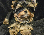 Собаки в Москве: Мини девочка йорка  Девочка, 130 000 руб. - фото 3