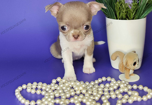 Мини девочка чихуахуа 