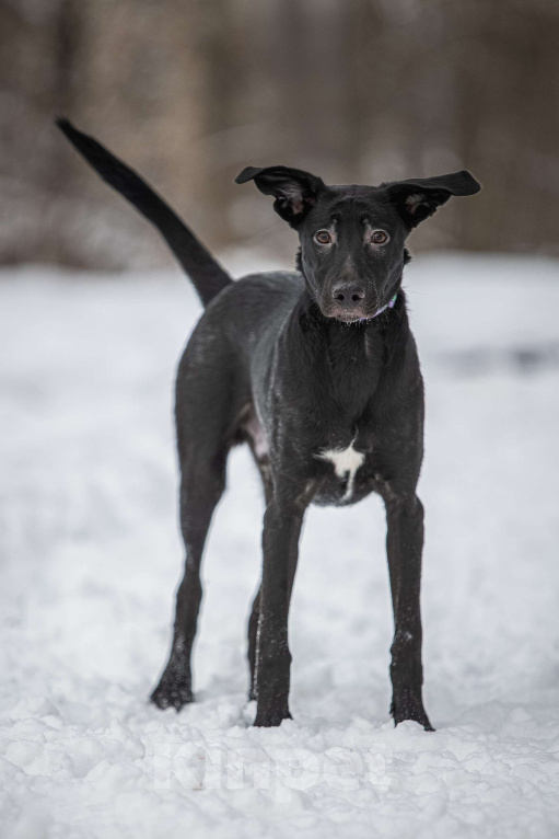 Собаки в Москве: Здравствуйте. Это Макс. Мальчик, Бесплатно - фото 1