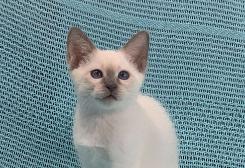 ✨Тайский котёнок лайлак-пойнт, 3 месяца ✨