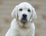 Собаки в других городах Московской области: Палевые щенки Лабрадора от Чемпиона Мира Мальчик, 90 000 руб. - фото 3