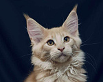 Кошки в Санкт-Петербурге: Кремовый красавчик Мальчик, 60 000 руб. - фото 1