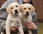 Собаки в Санкт-Петербурге: Породные Щенки  Лабрадора  Мальчик, Бесплатно - фото 7