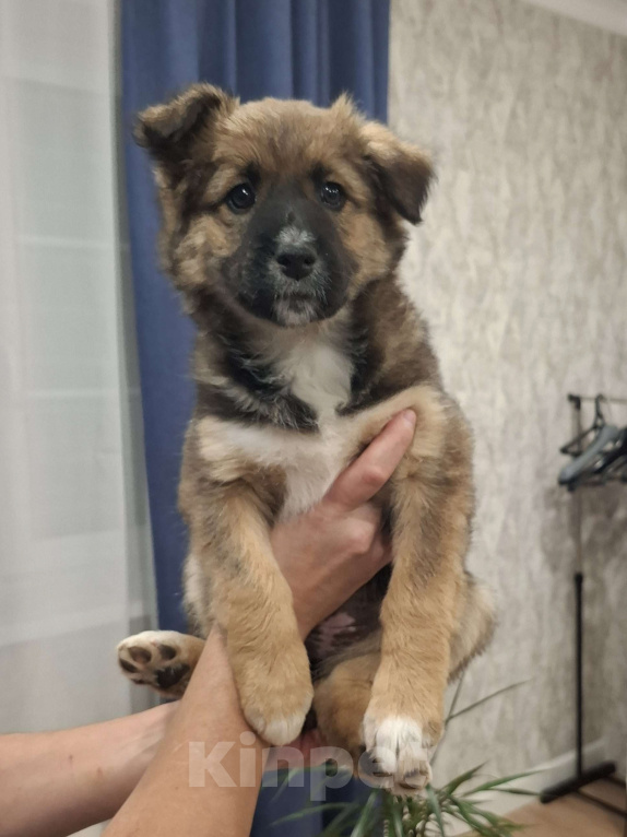 Собаки в других городах Московской области: Щенки метиса бордер-колли и бельгийской овчарки Девочка, 1 000 руб. - фото 1