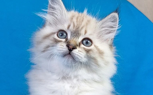 Невская маскарадная девочка