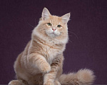 Кошки в Химках: Сибирский котик Нильс  ищет новый дом. Мальчик, 80 000 руб. - фото 1