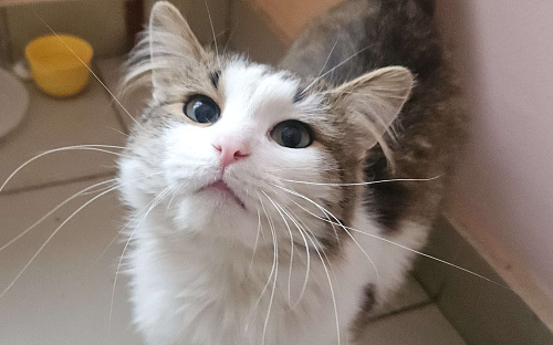 Котик Пуш в добрые руки