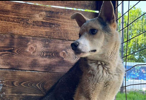 Красивая собака в добрые руки бесплатно