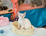 Кошки в Новосибирске: Девон рекс Мальчик, Бесплатно - фото 1