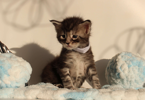 Котёнок мейн-кун Кристофер