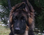 Собаки в Санкт-Петербурге: Щенок длинношерстной немецкой овчарки Мальчик, 60 000 руб. - фото 2
