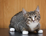 Кошки в Москве: Котенок Харитон. Настоящий маленький тигр! Мальчик, Бесплатно - фото 1
