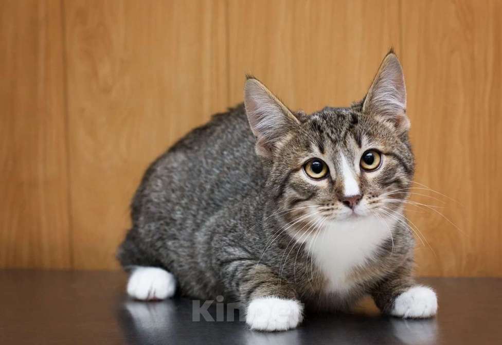 Кошки в Москве: Котенок Харитон. Настоящий маленький тигр! Мальчик, Бесплатно - фото 1